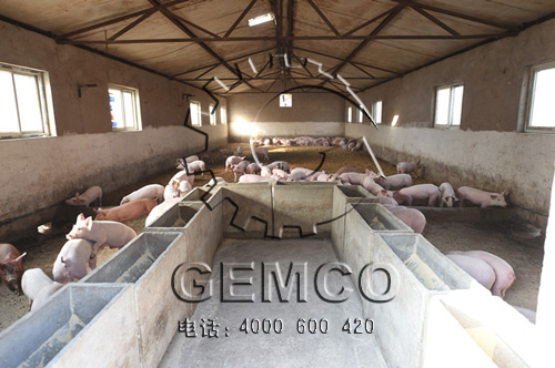 绿巨人草莓丝瓜秋葵榴莲在线客戶順天養豬場豬仔正在(zài)喂(wèi)顆(kē)粒(lì)飼料